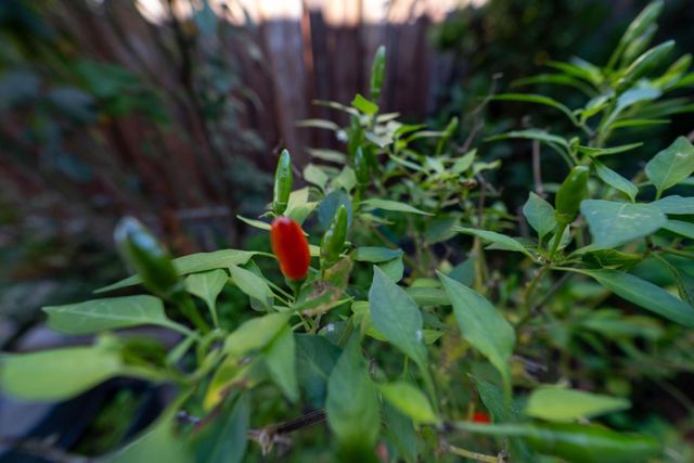 3637 Snell Avenue 390, San Jose, CA 95136