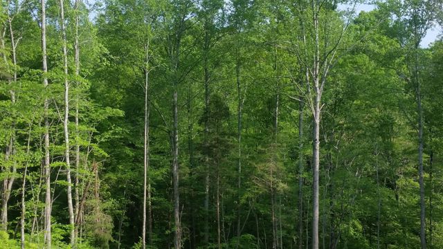 7454 Sugar Camp Hollow Rd, Fairview, TN 37062