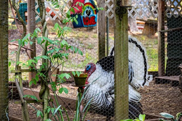 390 Sunnybrook Road, Blue Ridge, GA 30513