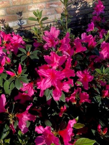 2338 Carleen Road, Houston, TX 77018