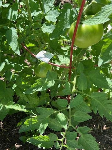 2338 Carleen Road, Houston, TX 77018