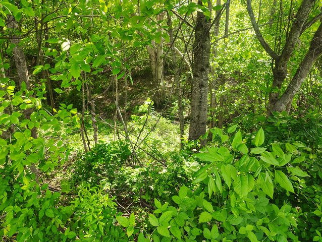 8447 Epperson Springs Rd, Westmoreland, TN 37186
