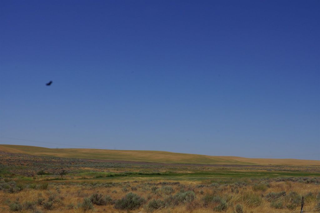 NKA Coal Sprigs Rd, Harrington, WA 99134 photo 3