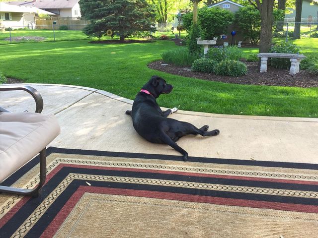 6828 Kincaid Court, Woodridge, IL 60517