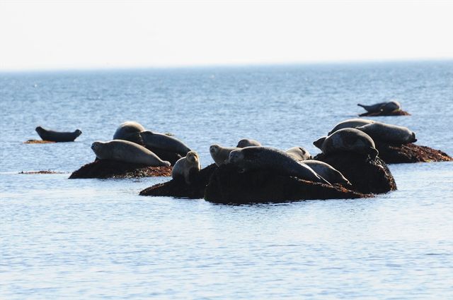 265 Manomet Point Rd, Plymouth, MA 02360