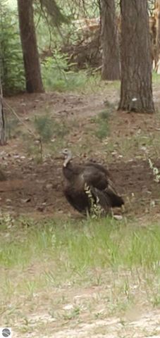 1240 Quigley Road, West Branch, MI 48661