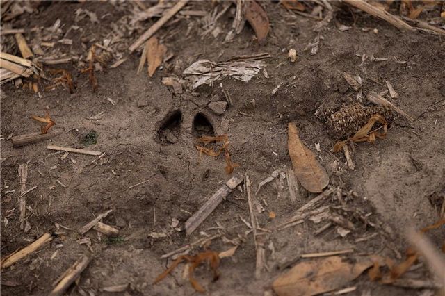 32184 E 237th Street, Ridgeway, MO 64481