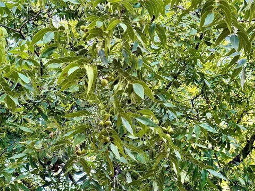 Image 4 of property listing at N/a Tx-16 Highway, De Leon, TX 76444