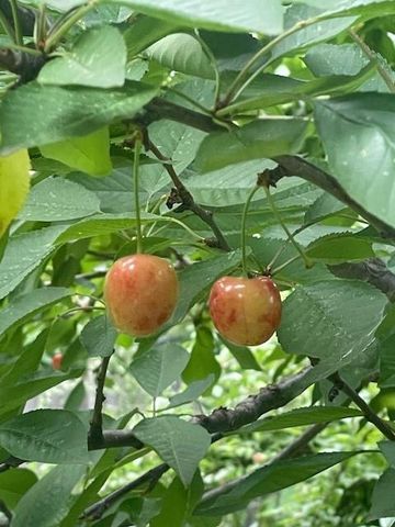 1870 N 27th Street, Kansas City, KS 66104