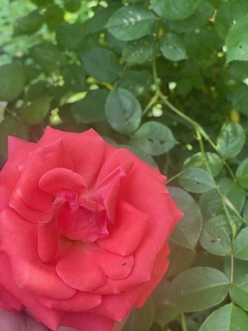 1870 N 27th Street, Kansas City, KS 66104