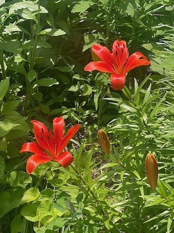 1870 N 27th Street, Kansas City, KS 66104