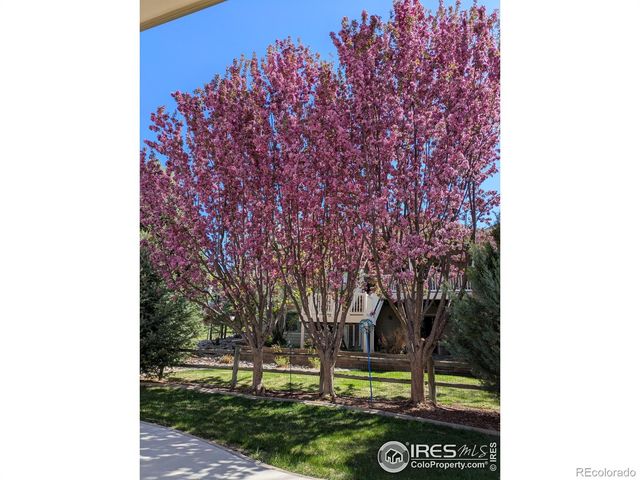 1577 Bison Run Drive, Windsor, CO 80550