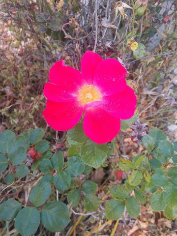 5078 Castle Road, Otter Lake, MI 48464