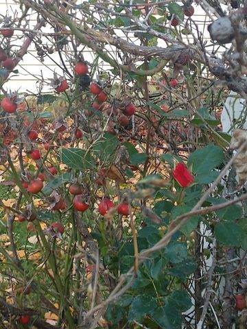 5078 Castle Road, Otter Lake, MI 48464