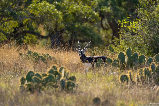 000 Cattlemans Crossing Dr, Kerrville, TX 78023