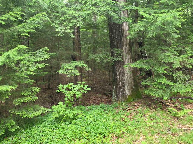 429 Perch Pond Road, Campton, NH 03223