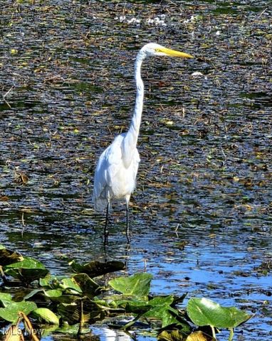 6688 Amber Way, North Ridgeville, OH 44039