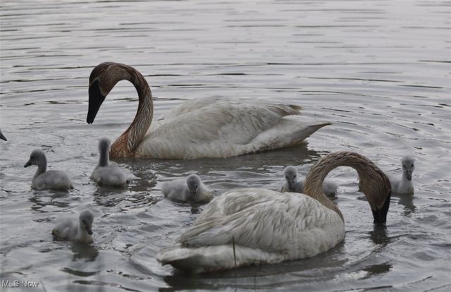 6688 Amber Way, North Ridgeville, OH 44039