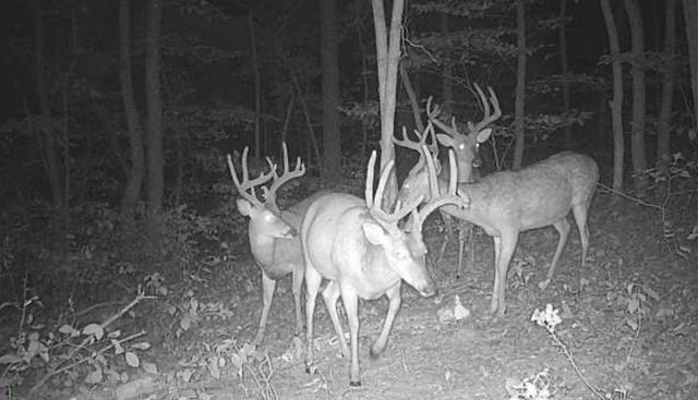 2056 Dennis Road, Mansfield, MO 65704