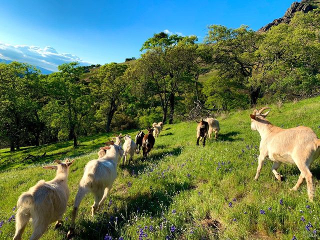 5870 Silverado Trl, Napa, CA 94558