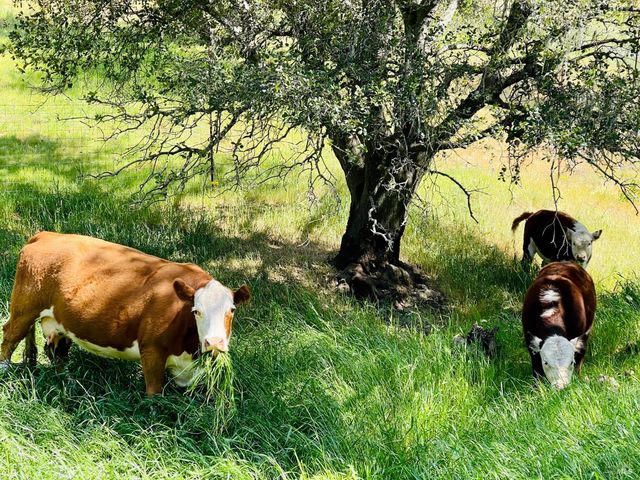 5870 Silverado Trl, Napa, CA 94558