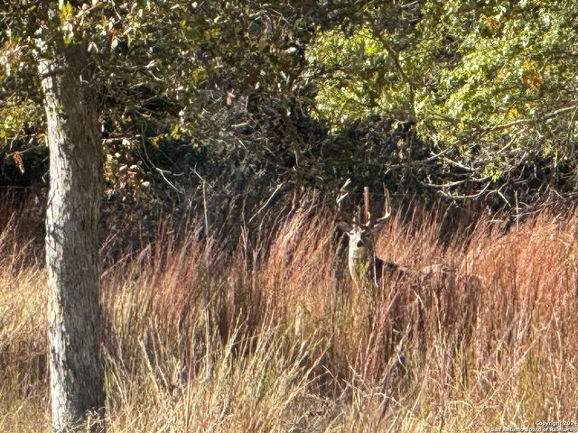 LOT 3 North Grape Creek Rd, Fredericksburg, TX 78624