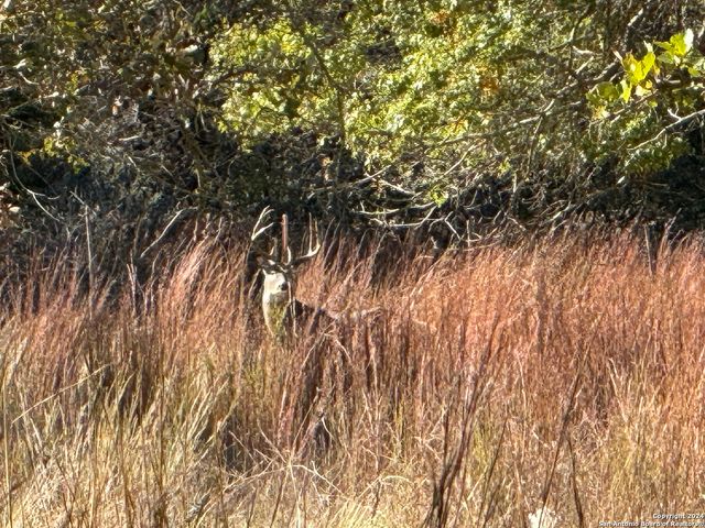 LOT 3 North Grape Creek Rd, Fredericksburg, TX 78624