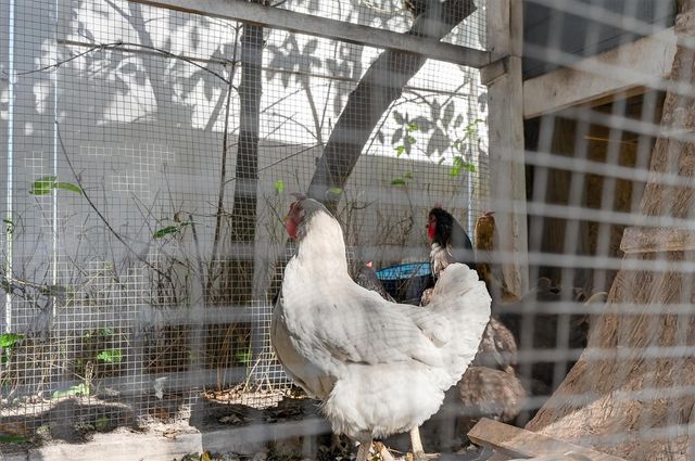 88 HARBOR OAKS CIRCLE, Safety Harbor, FL 34695