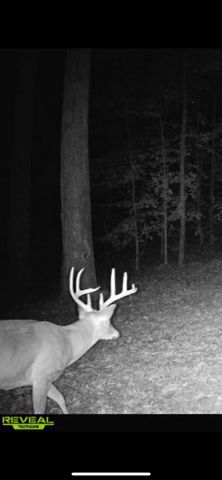 1140 County Road 797, Valley Head, AL 35989