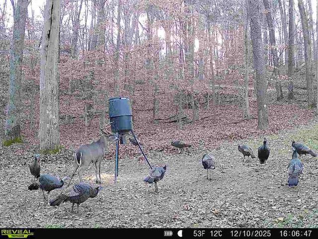 1140 County Road 797, Valley Head, AL 35989
