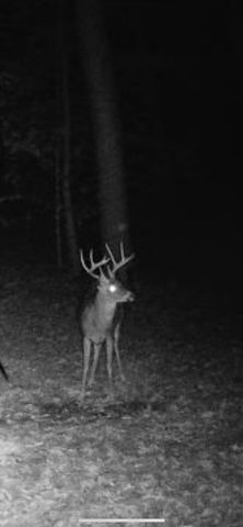 1140 County Road 797, Valley Head, AL 35989