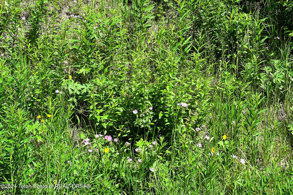 6620 LUPINE TRAIL, Wilson, WY 83014 photo 9