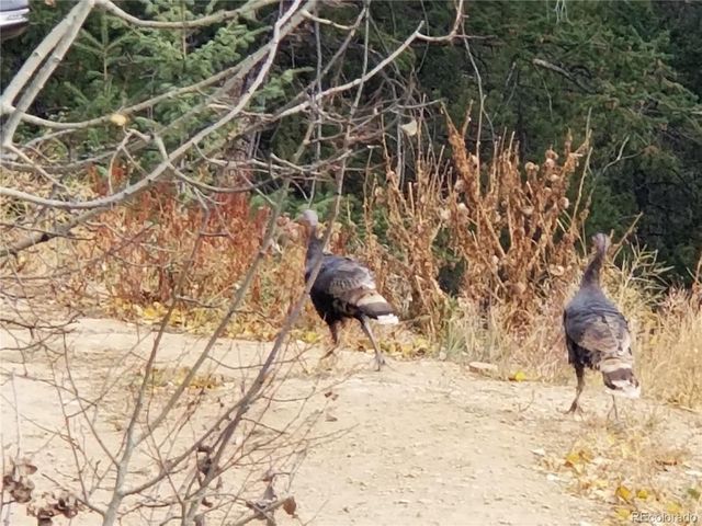 178 Saw Horse Lane, Black Hawk, CO 80422