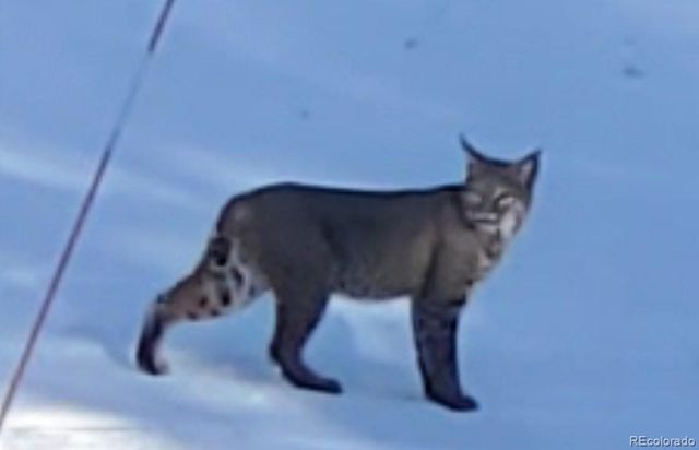 178 Saw Horse Lane, Black Hawk, CO 80422