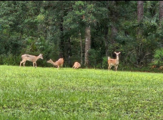 9802 ROYAL PALM AVENUE, New Port Richey, FL 34654