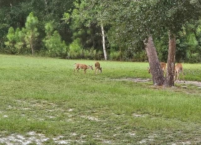 9802 ROYAL PALM AVENUE, New Port Richey, FL 34654