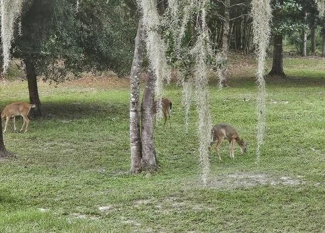 9802 ROYAL PALM AVENUE, New Port Richey, FL 34654