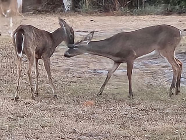 9802 ROYAL PALM AVENUE, New Port Richey, FL 34654