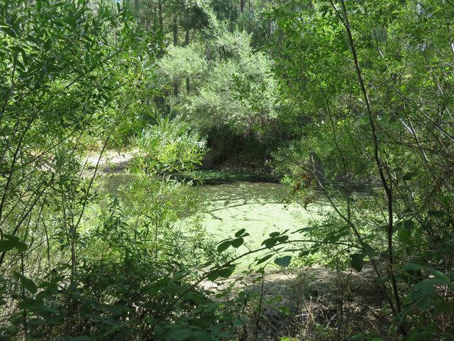 2563 Woodhouse Mine Rd, West Point, CA 95255