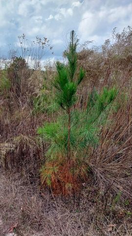 000 Pr 6150, Woodville, TX 75979