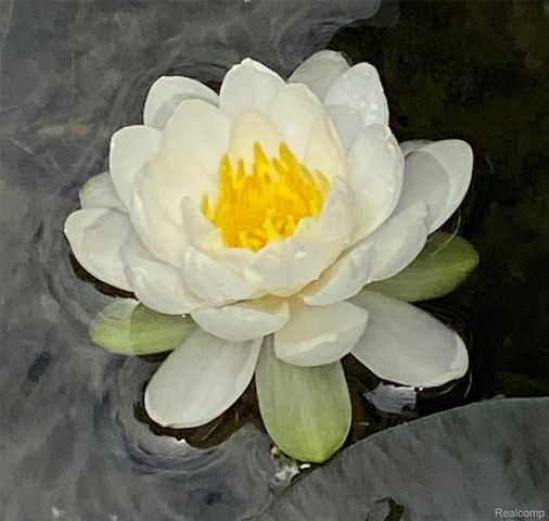 4616 Cass Elizabeth Road, Waterford Charter Township, MI 48328