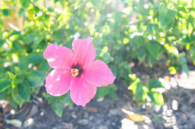 120 Ocean Hibiscus Dr 301, St Augustine, FL 32080