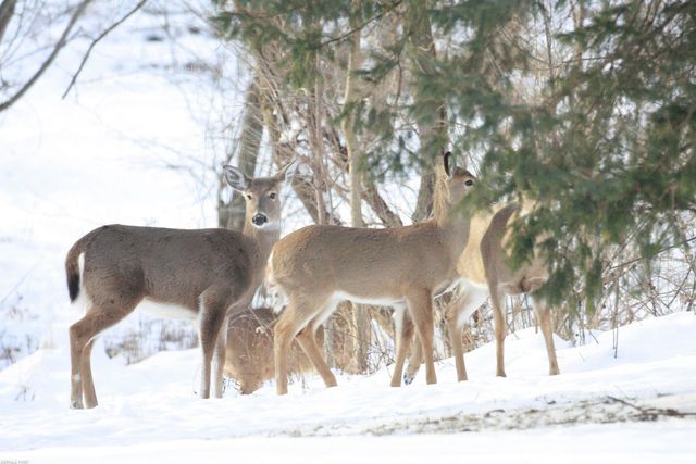 44357 Thunder Bay Drive, Clinton Township, MI 48038