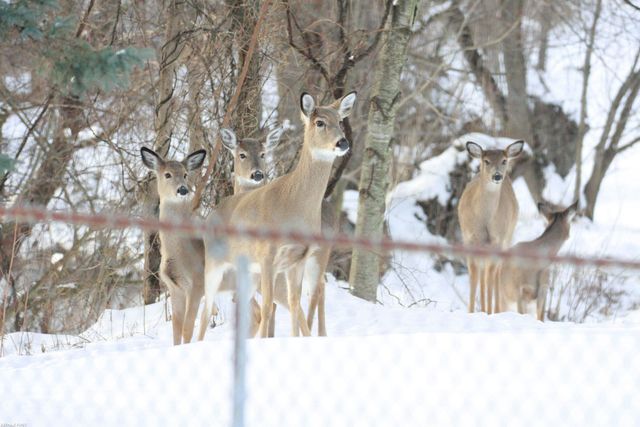 44357 Thunder Bay Drive, Clinton Township, MI 48038