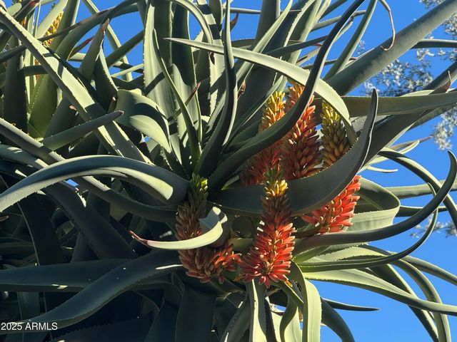 25572 N 113TH Way, Scottsdale, AZ 85255