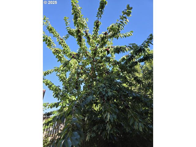 601 W 1ST St, Newberg, OR 97132