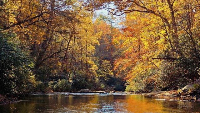 LOT 5 Gold Ridge Trail, Cherry Log, GA 30522