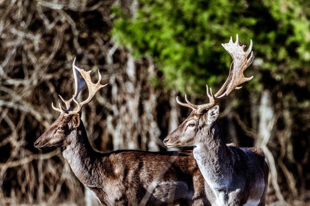 177 County Road 241, Kosse, TX 76653