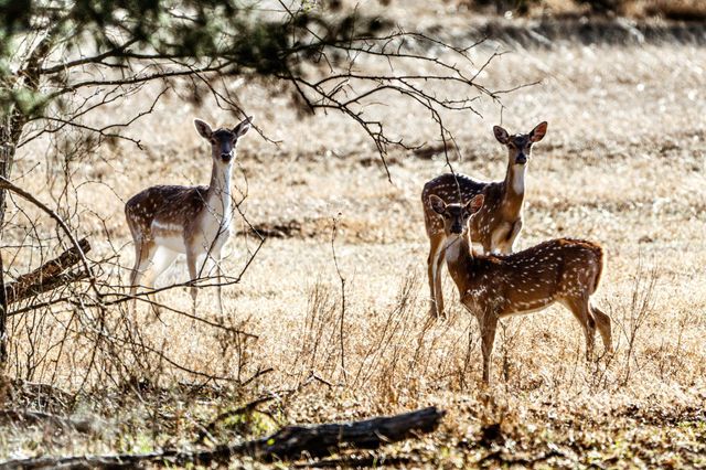 177 County Road 241, Kosse, TX 76653