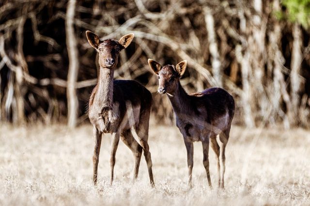 177 County Road 241, Kosse, TX 76653